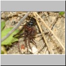 Priocnemis melanosoma - Wegwespe w09a 8mm mit Spinne - OS-Hasbergen-Lehmhuegel.jpg